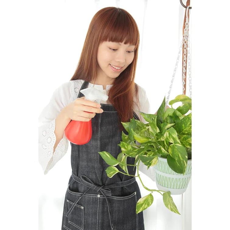 American Plant Exchange American Plant Exchange Marble Queen Pothos, 6-Inch Pot, Live Vining Plant, Easy Care Houseplant for Home & Garden