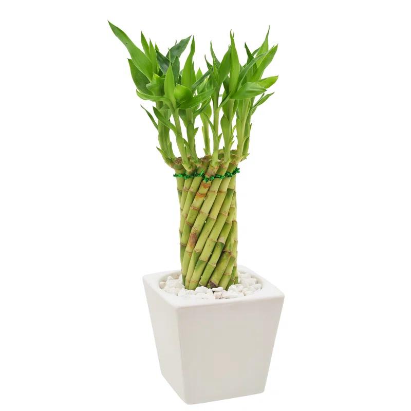 Arcadia Garden Products Arcadia Garden Products Carolina Live Bamboo Plant in Ceramic Planter