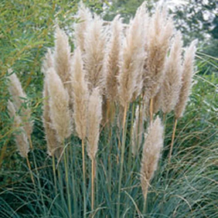 Plants by Mail 2.5 Quart Pampas Grass Live Plant