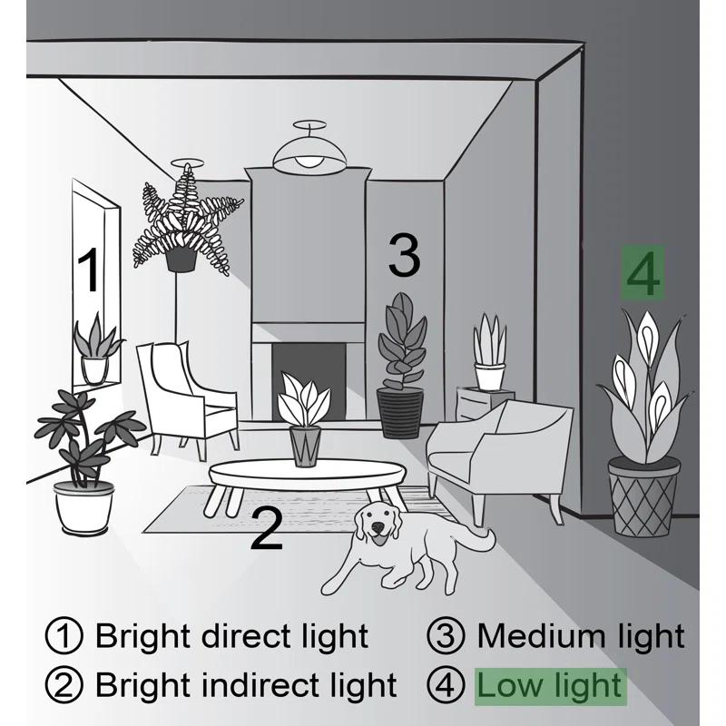 Thorsen's Greenhouse Live Low Light Houseplant Set of 3