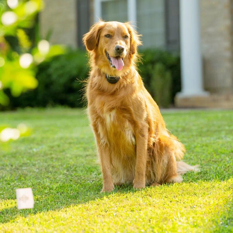 PetSafe® Stay & Play® Wireless Fence Replaceable Battery Receiver Collar