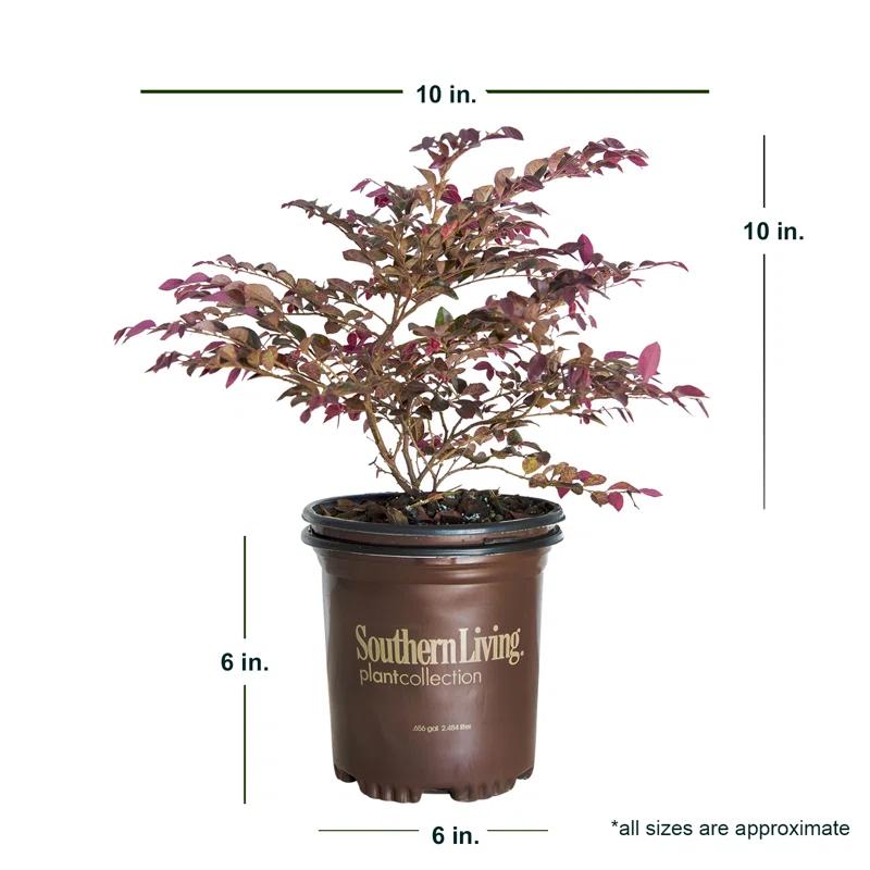 Southern Living Plant Collection 2.5 Qt. Purple Daydream Dwarf Loropetalum - Flowering Evergreen Shrub with Purple Foliage