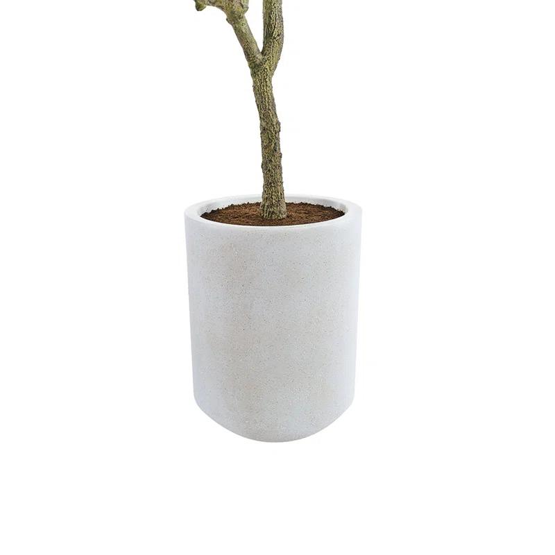 CG Hunter 7FT Olive Tree KD