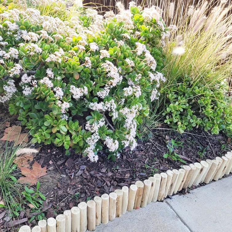 Backyard X-Scapes Eucalyptus Outdoor Garden Borders Wood Lawn Edging