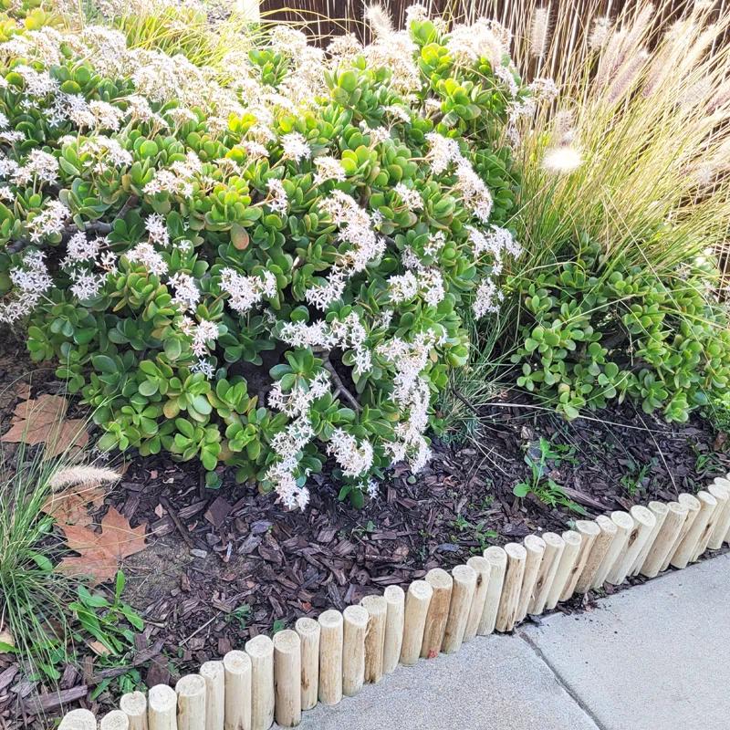 Backyard X-Scapes Eucalyptus Outdoor Garden Borders Wood Lawn Edging