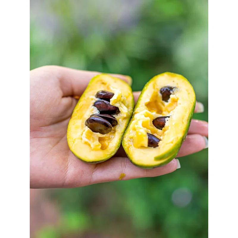 American Plant Exchange Fruit Trees Paw Paw Tree, Live Outdoor Landscape Plant, 1-Gallon Pot