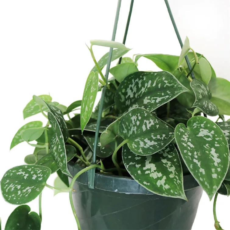 American Plant Exchange American Plant Exchange Silver Satin Pothos Hanging Basket, 8-Inch Pot, Exotic Live Plant, Vining Houseplant Perfect to Hang on Any Hook!