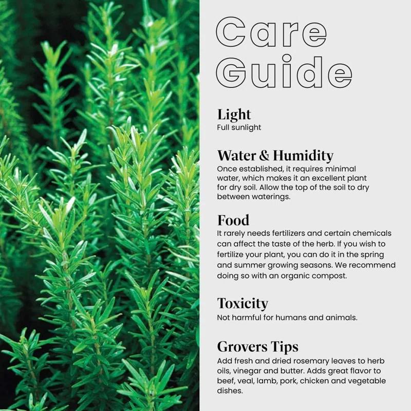 American Plant Exchange American Plant Exchange Rosemary Tuscan Blue, 6-Inch Pot , Live Fragrant Houseplant, Aeromatic Cooking Spice for Home and Garden