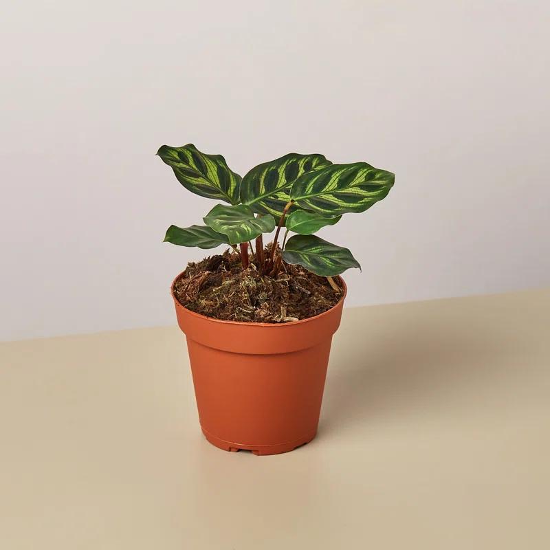 House Plant Shop House Plant Shop Live Foliage Plant