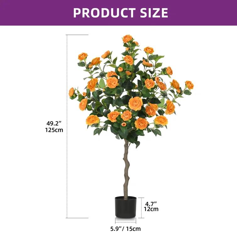 Primrue Primrue 49.2 Camellia Tree Plant (Set of 2)