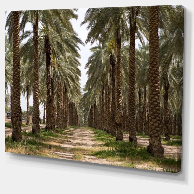 Design Art " Date Palm Plantation Photography "