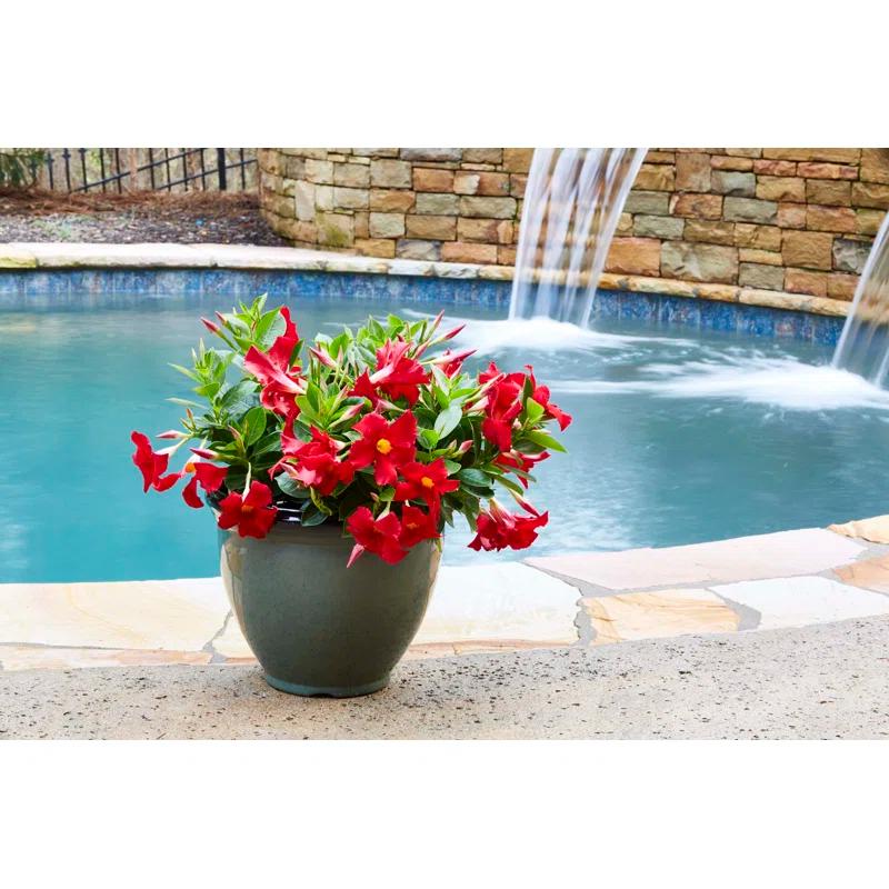 Southern Patio® Pot Planter