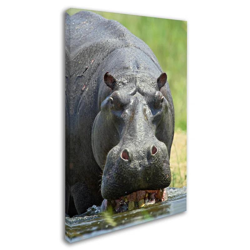 Trademark Fine Art Robert Harding Picture Library " Hippo " by Robert Harding Picture Library
