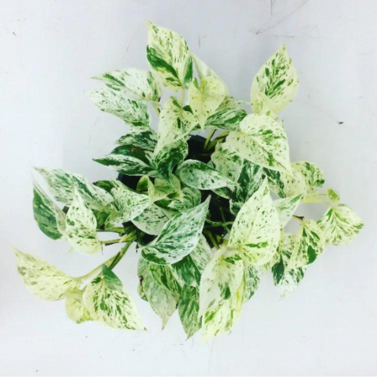 American Plant Exchange American Plant Exchange Marble Queen Pothos, 6-Inch Pot, Live Vining Plant, Easy Care Houseplant for Home & Garden