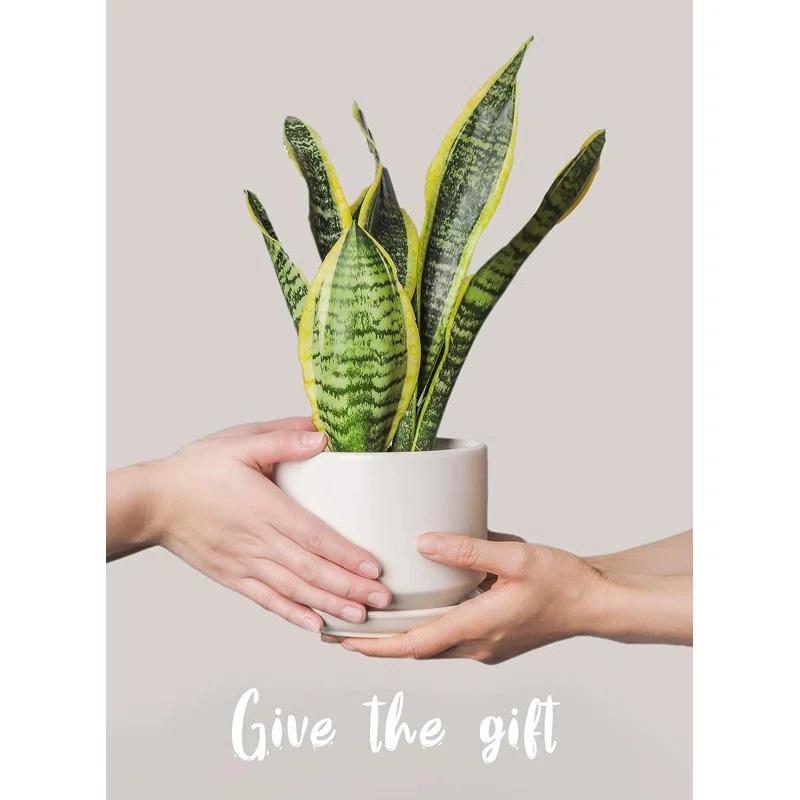 Set Of 3 Modern Ceramic Planter Pots With Drainage - Stylish Indoor/Outdoor Decor