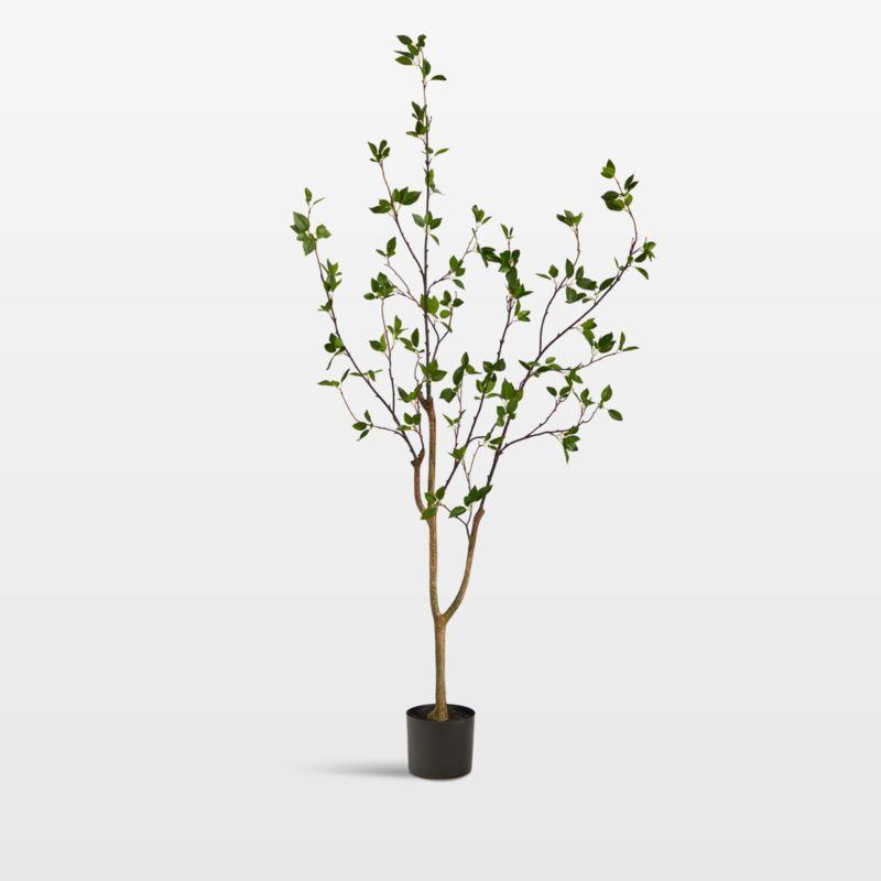 Faux Minimalist Citrus Tree 5'