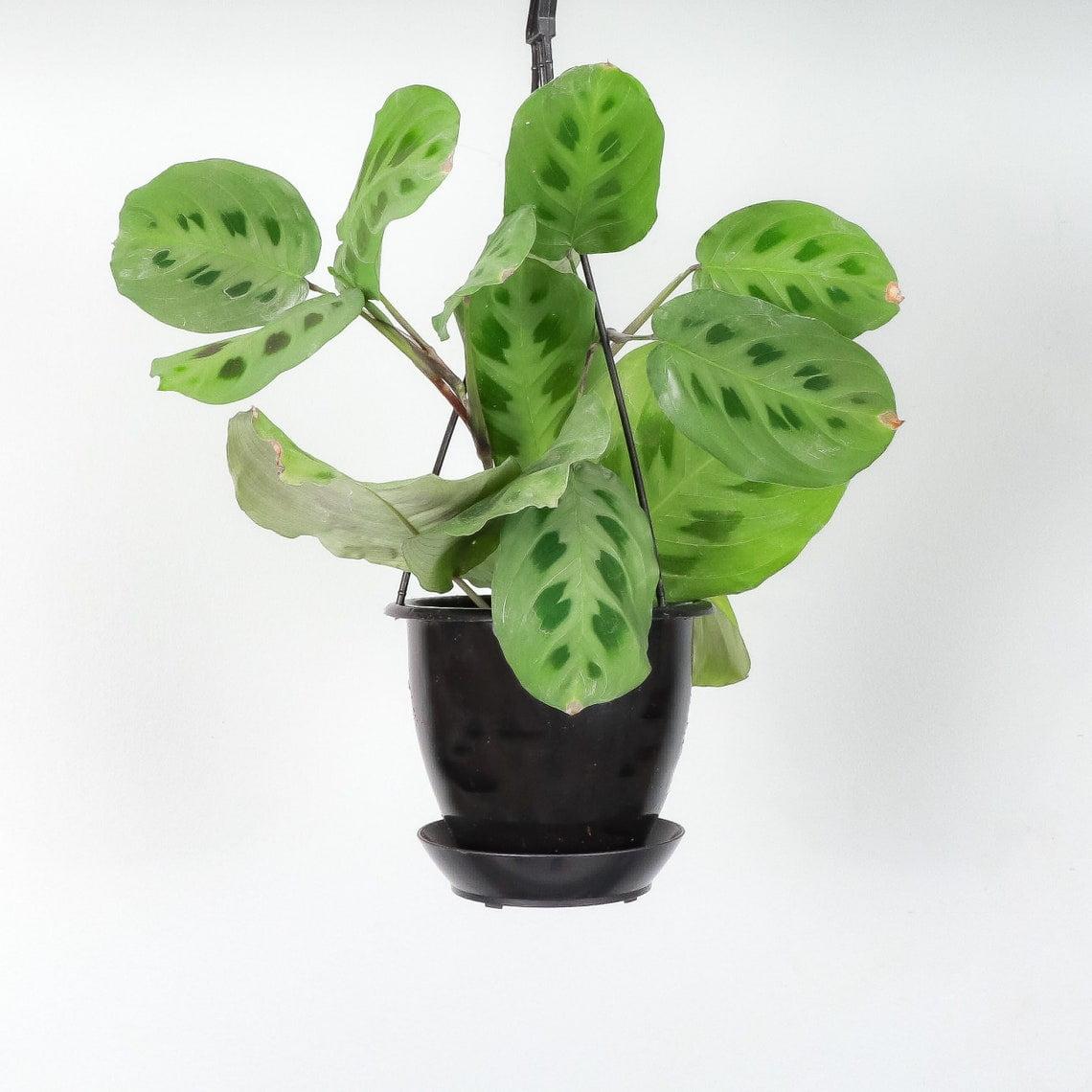 Live Green Prayer Plant in Hanging Pot