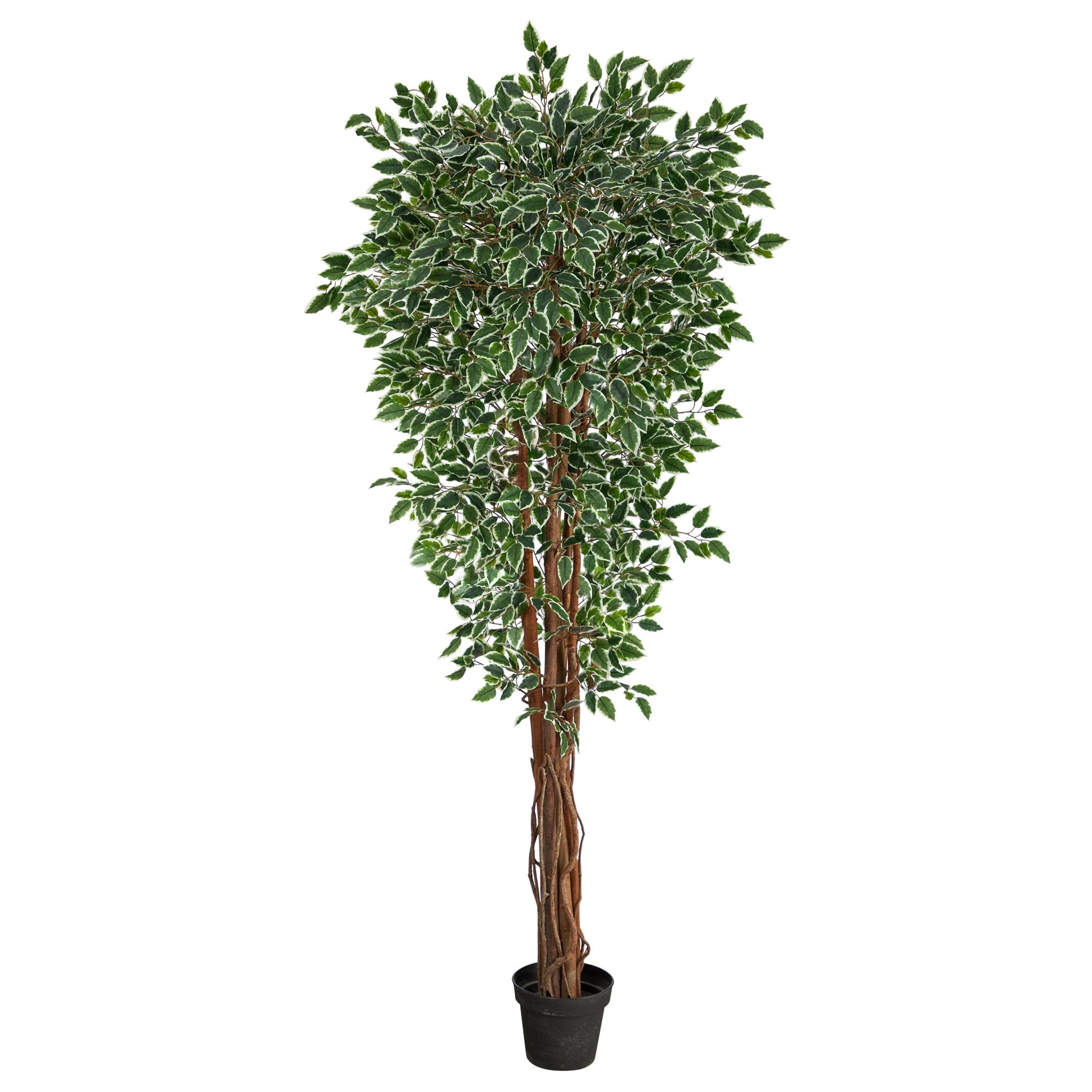 70'' Variegated Green Ficus Artificial Tree with Natural Trunk