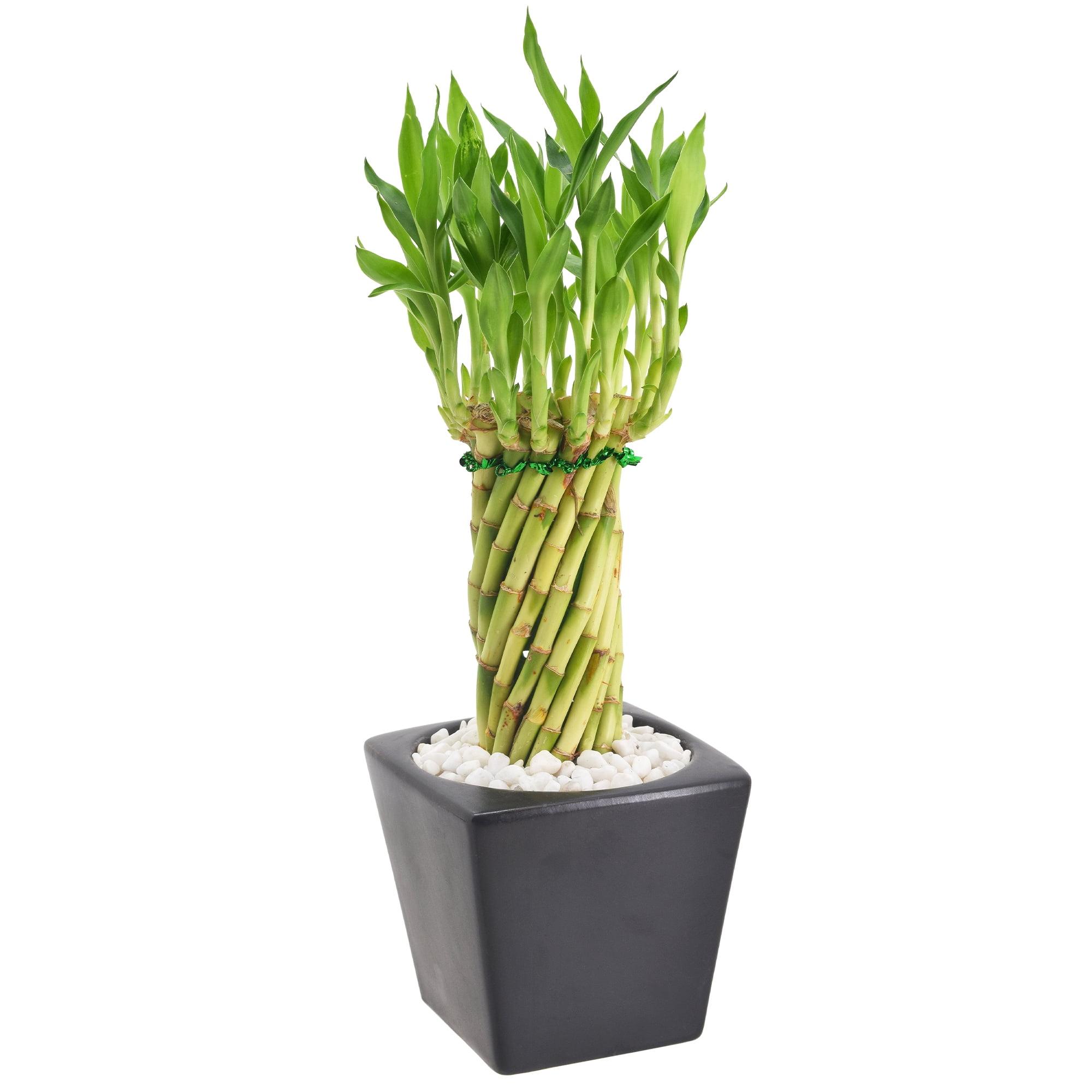 Carolina Tornado Lucky Bamboo in Black Ceramic Planter