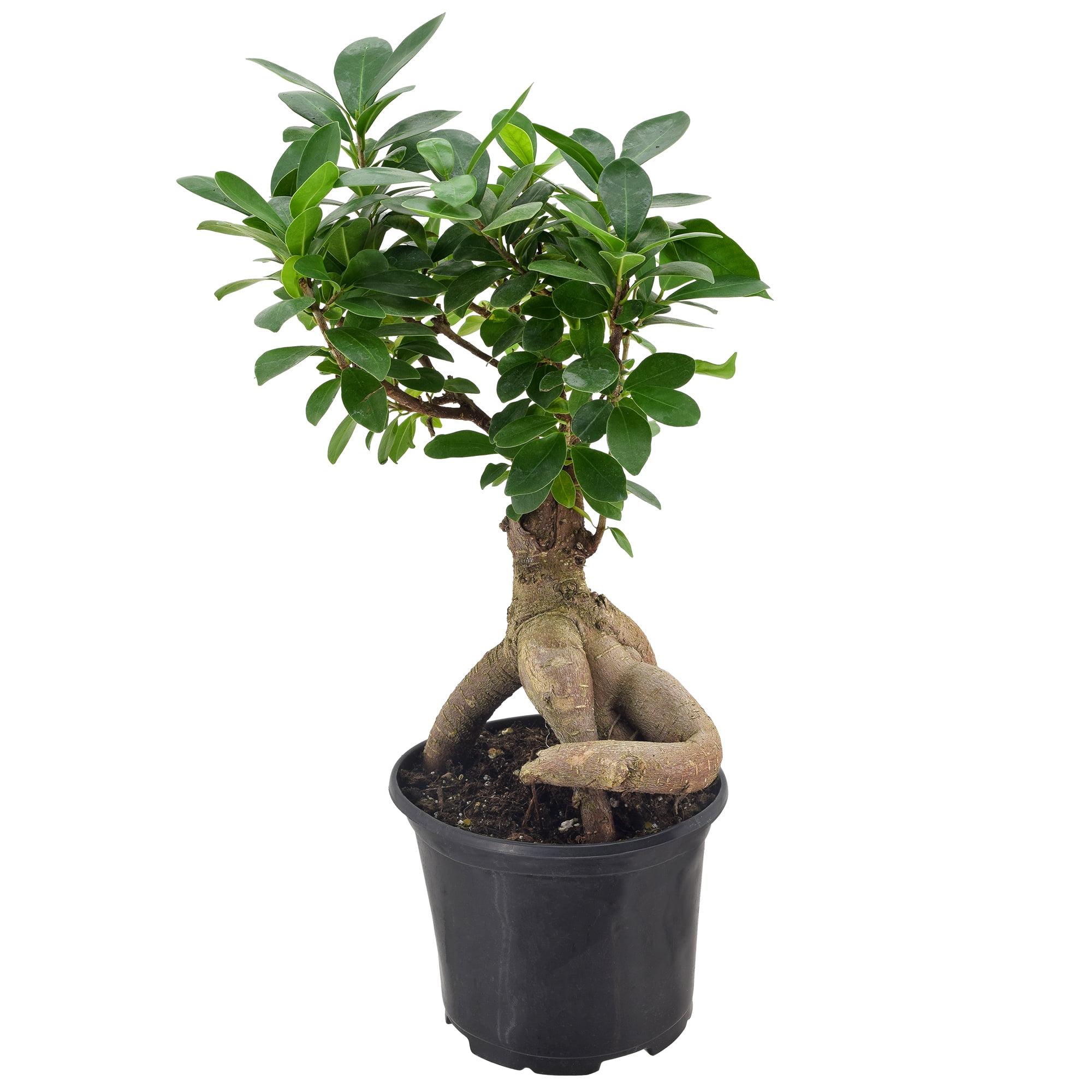 Elegant Ficus Bonsai in Black 6" Plastic Pot - Air Purifying Indoor Plant