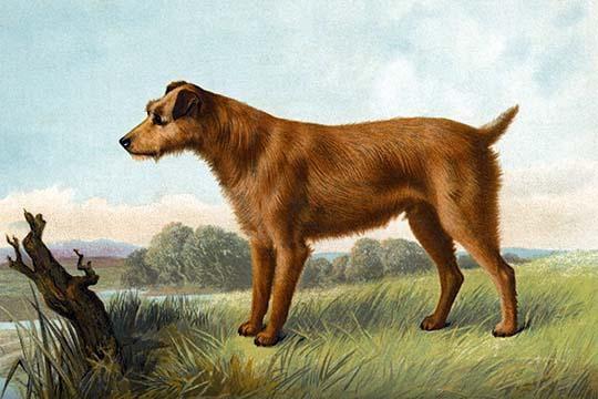 Buyenlarge " Irish Terrier " by Vero Shaw