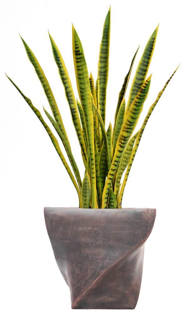 Panama 35'' Snake Plant in Planter