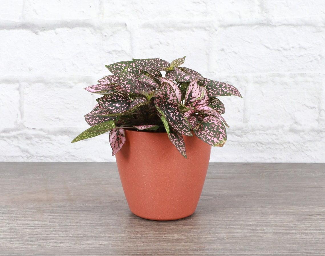 Live Pink Splash Indoor Plant in Biodegradable Terra Cotta Pot