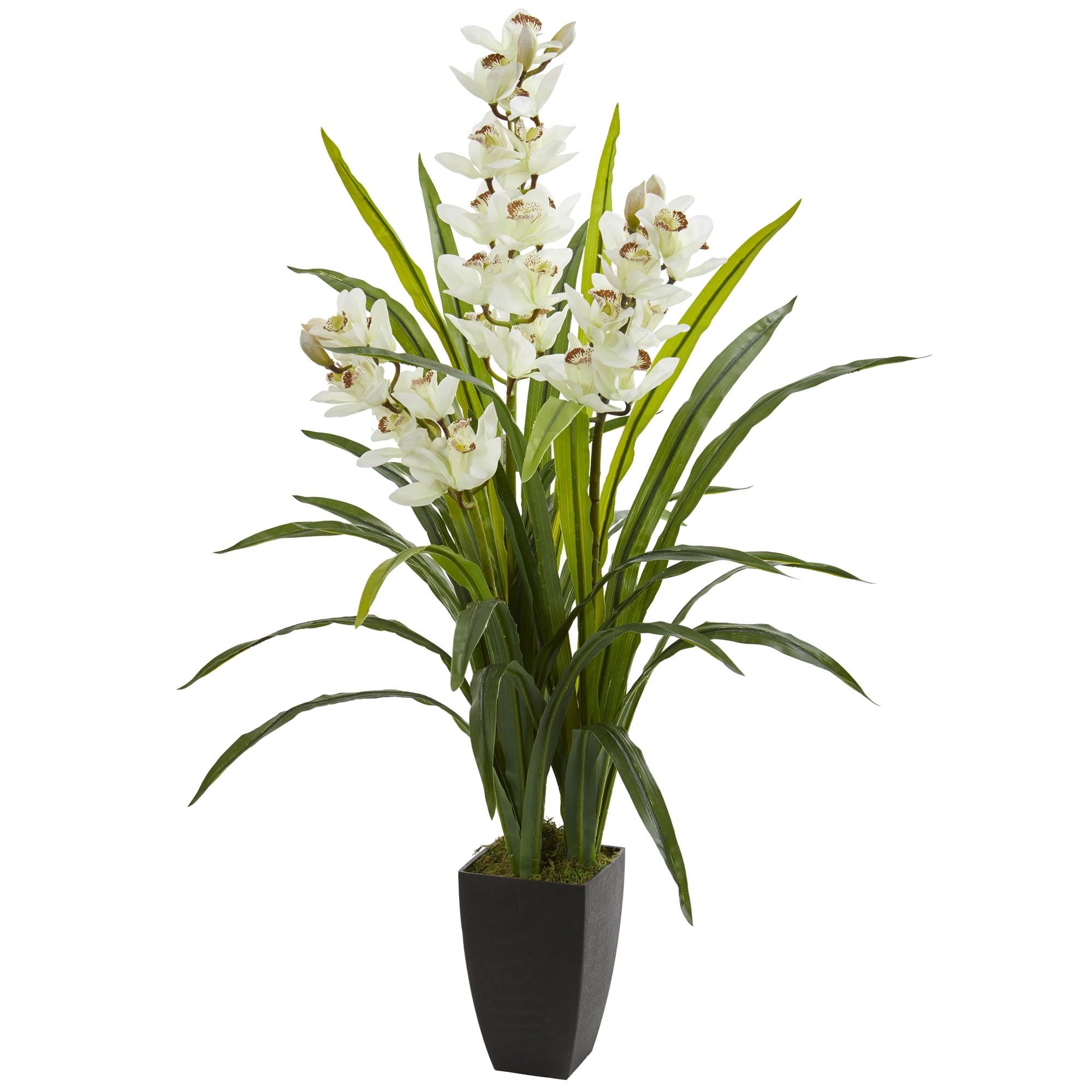 Elegant Summer White Cymbidium Orchid in Pot, 45" Tall