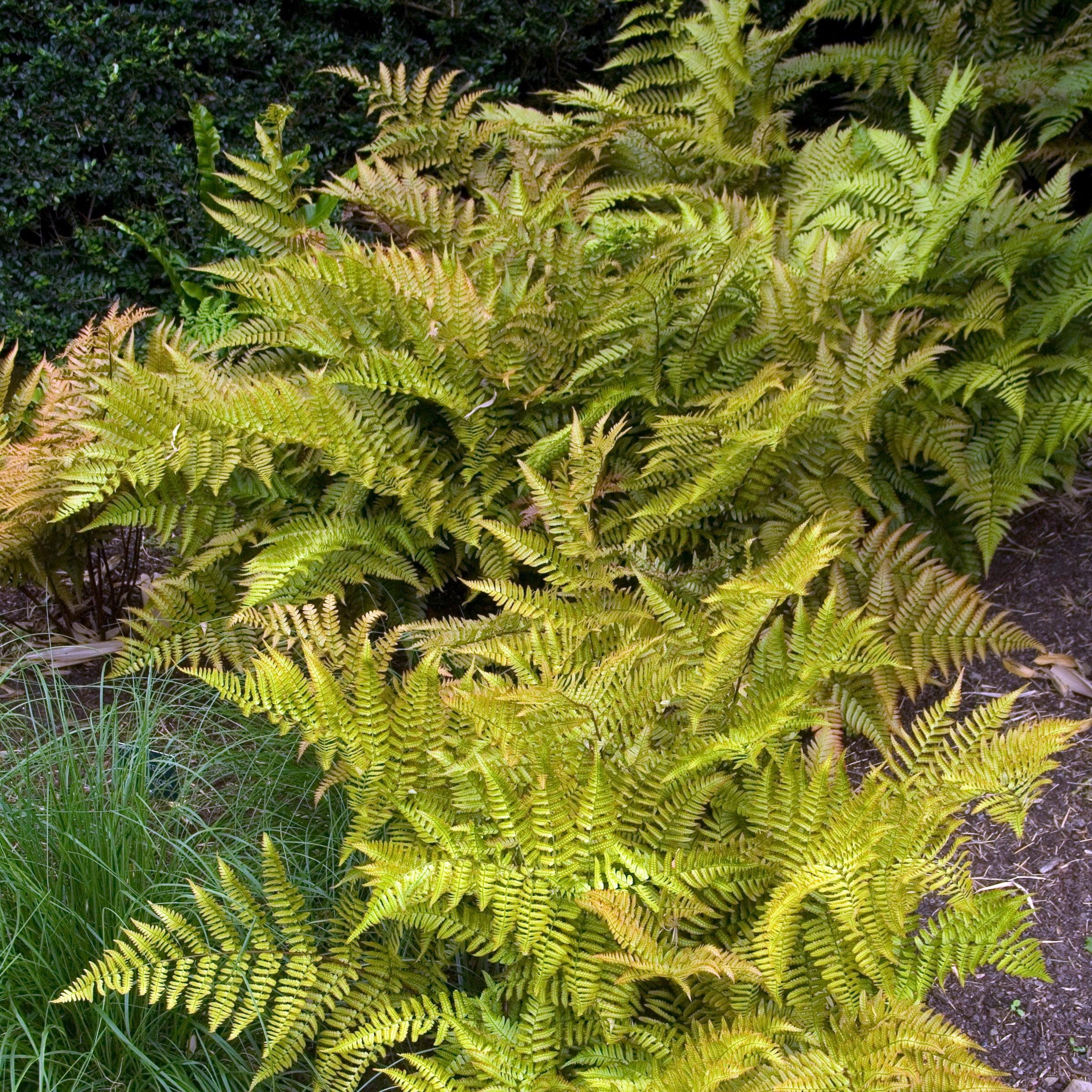 Autumn Fern Plant in 1-Gallon Planter for Shade Gardens