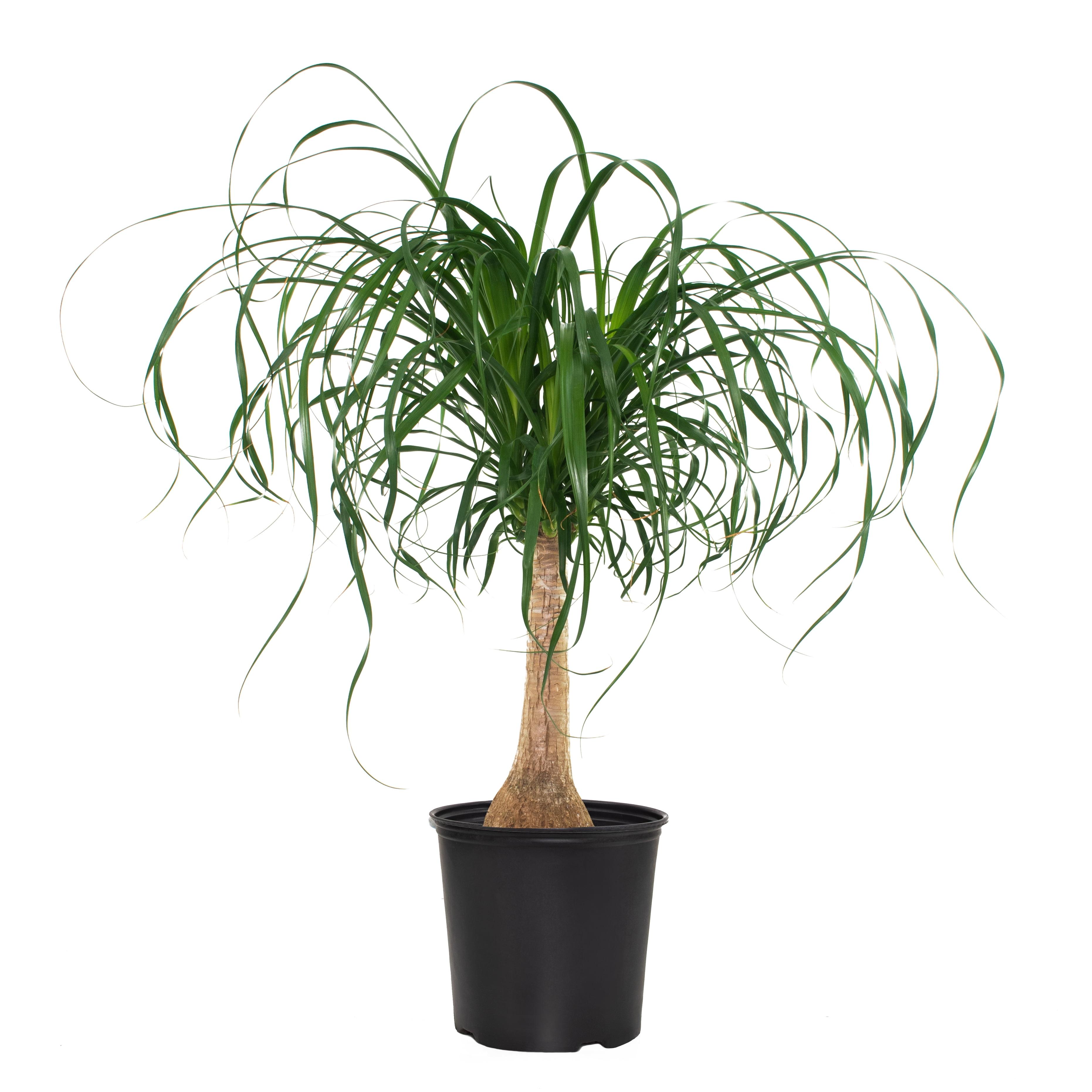 Elegant Evergreen Ponytail Palm in Black Plastic Planter