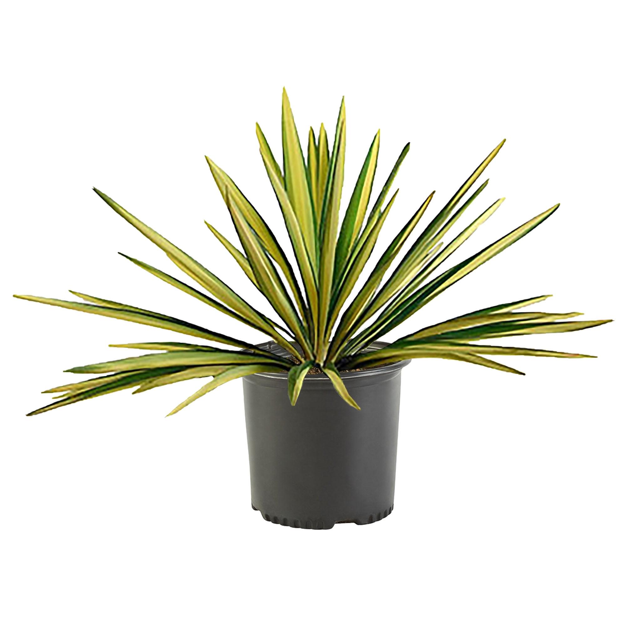 Creamy White and Dark Green Yucca 'Color Guard' 2.25 Gallon Evergreen Shrub