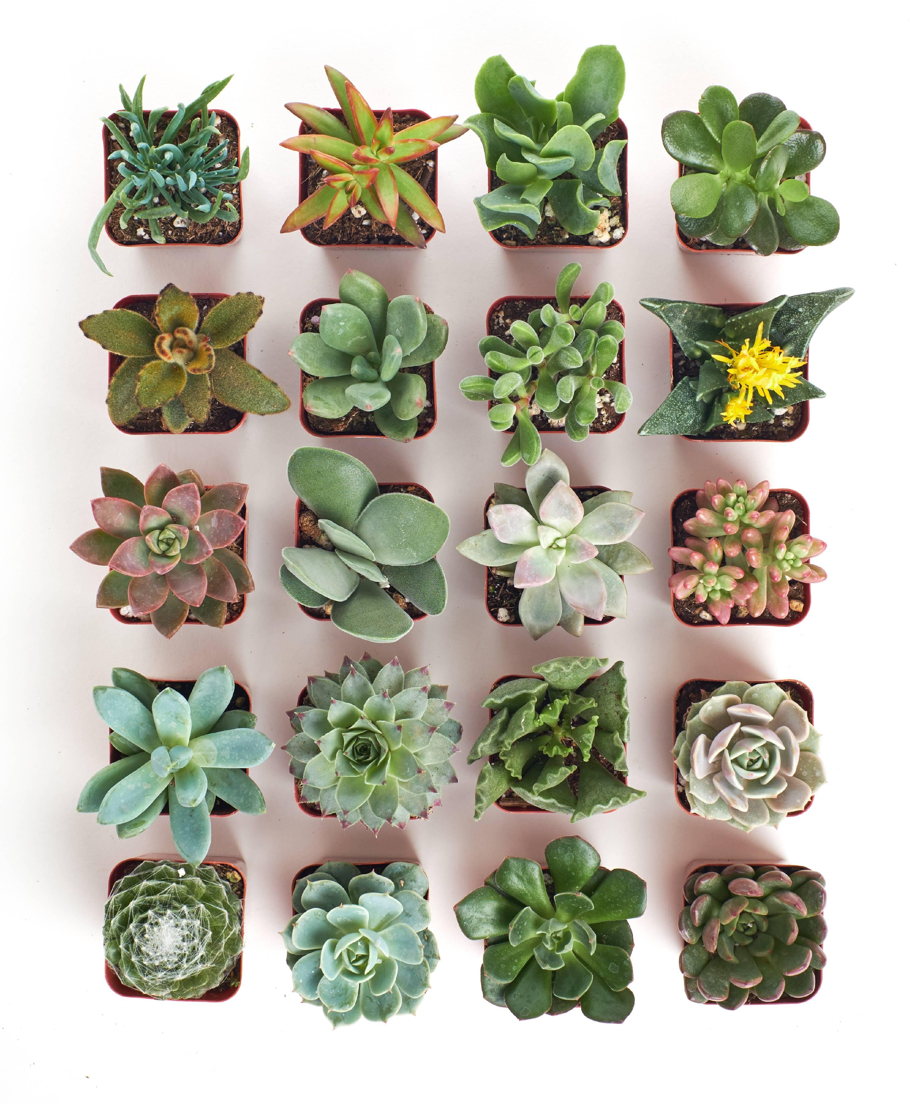 2 Inch Assorted Indoor Succulent Collection (20 Pack)