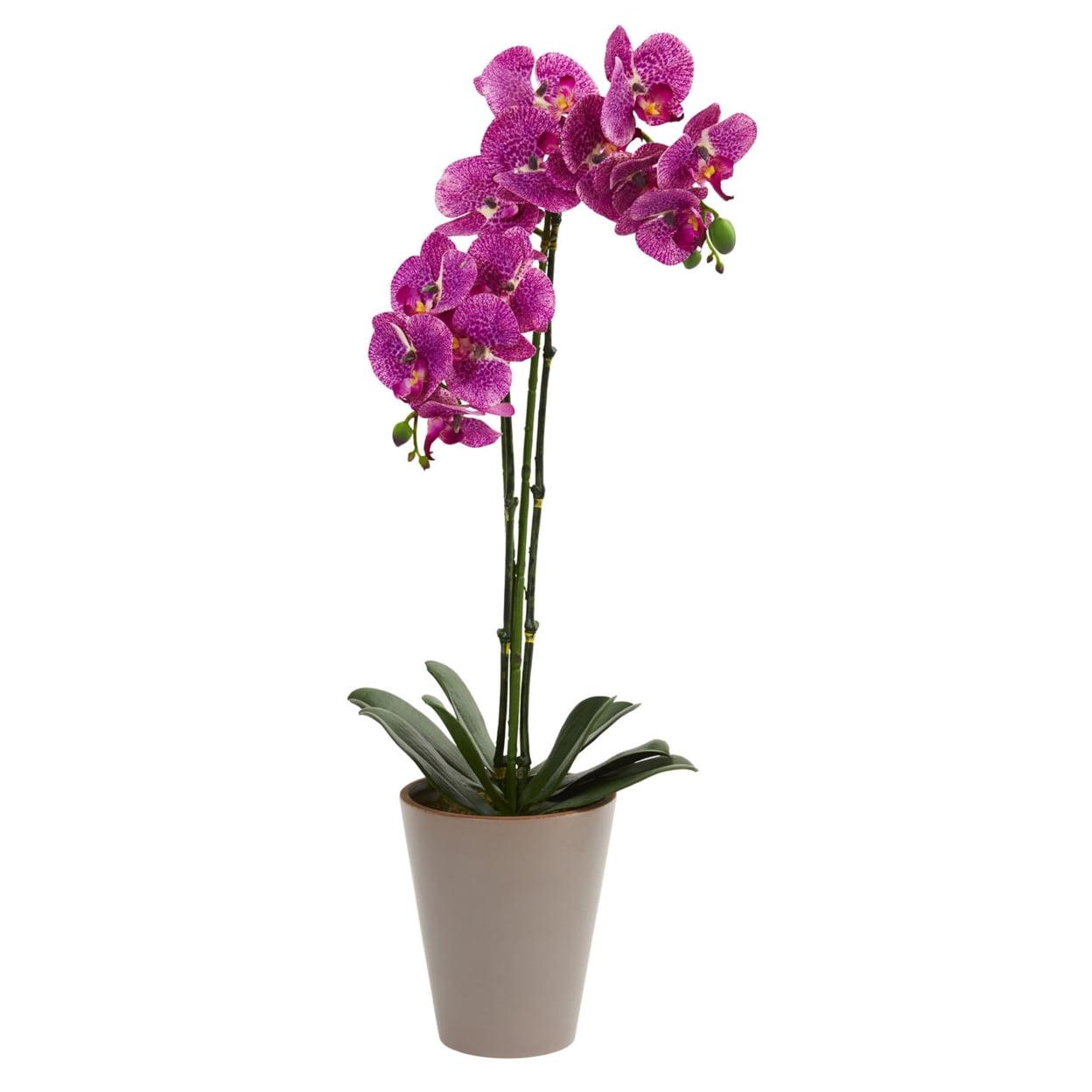 24" Fuchsia Phalaenopsis Orchid in Soft Toned Vase