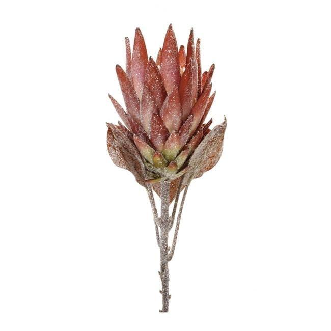 Protea Flower Stem (Set of 2)