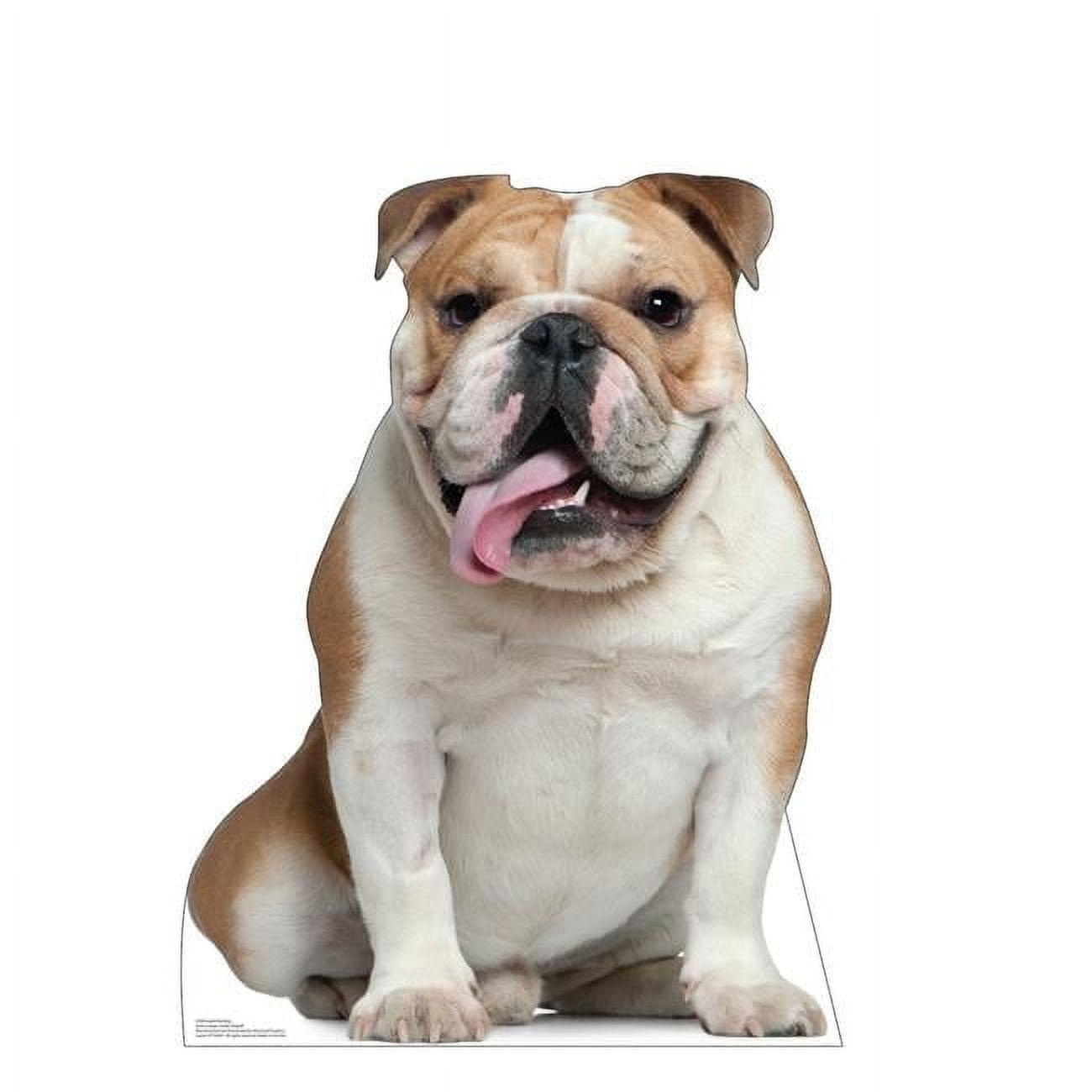 36 x 27 in. English Bull Dog Life-Size Cardboard Cutout