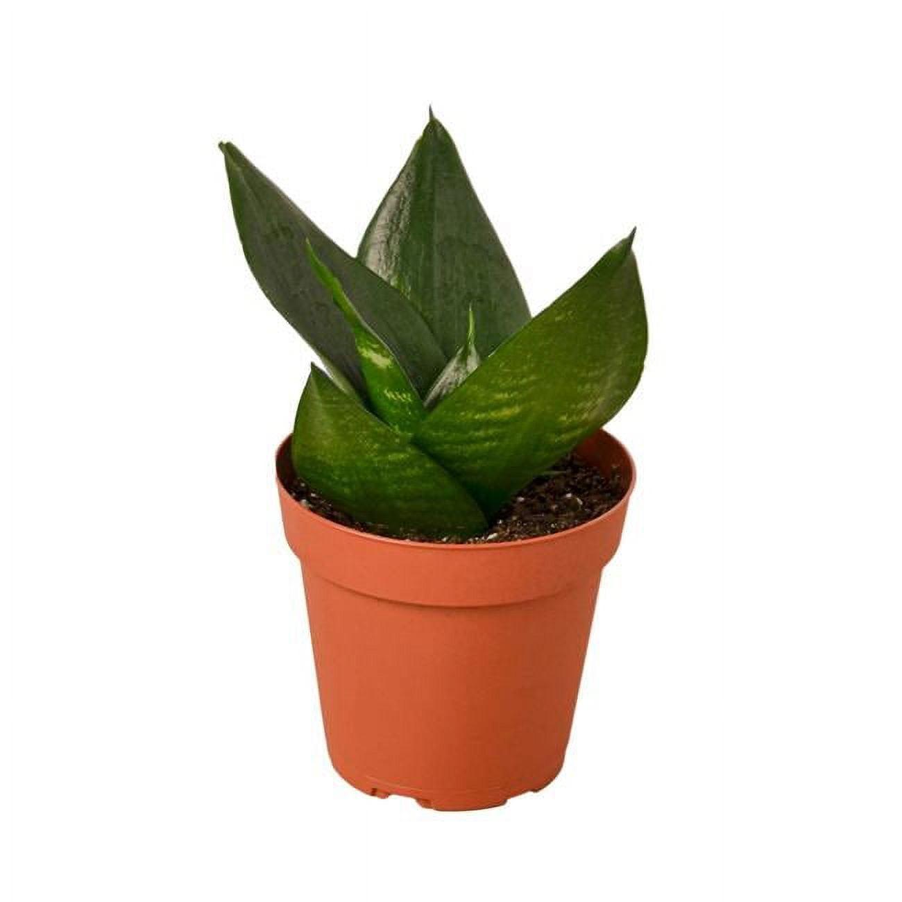 House Plant Shop Live Foliage Plant