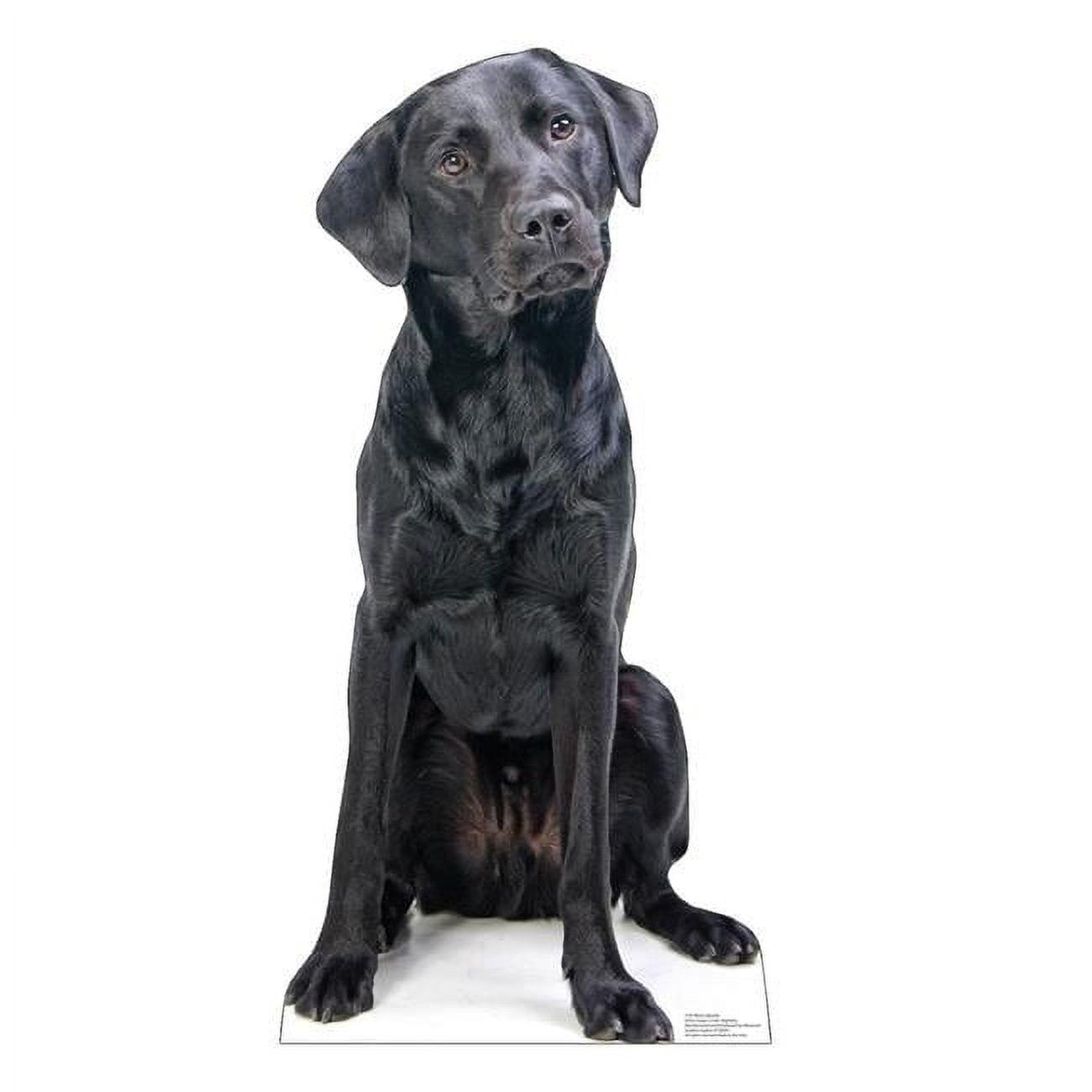 Life-Size Black Labrador Cardboard Cutout Standee