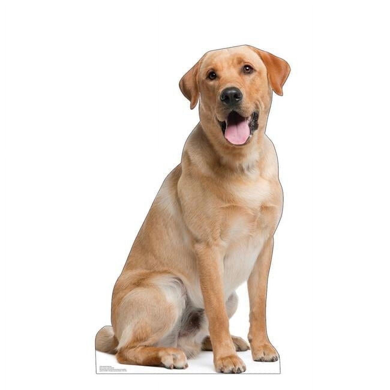 Life-Size Labrador Retriever Cardboard Cutout 45" x 26"