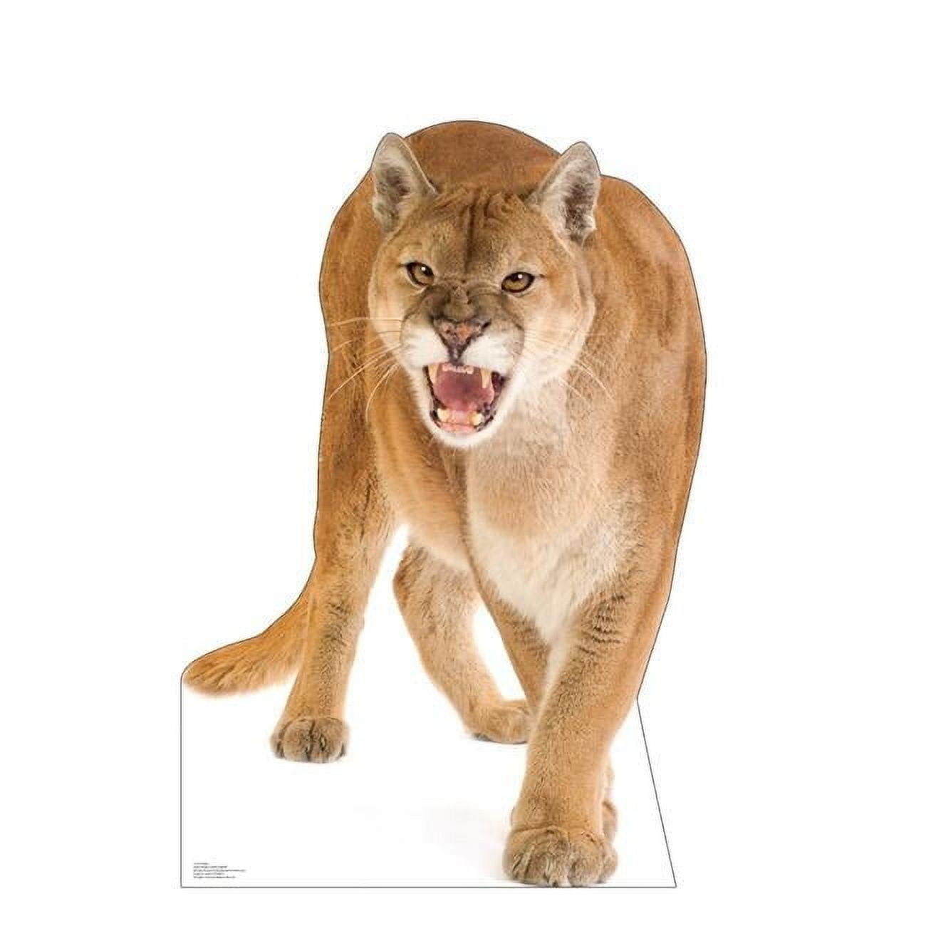 45 x 31 Inch Life-Size Cougar Cardboard Cutout