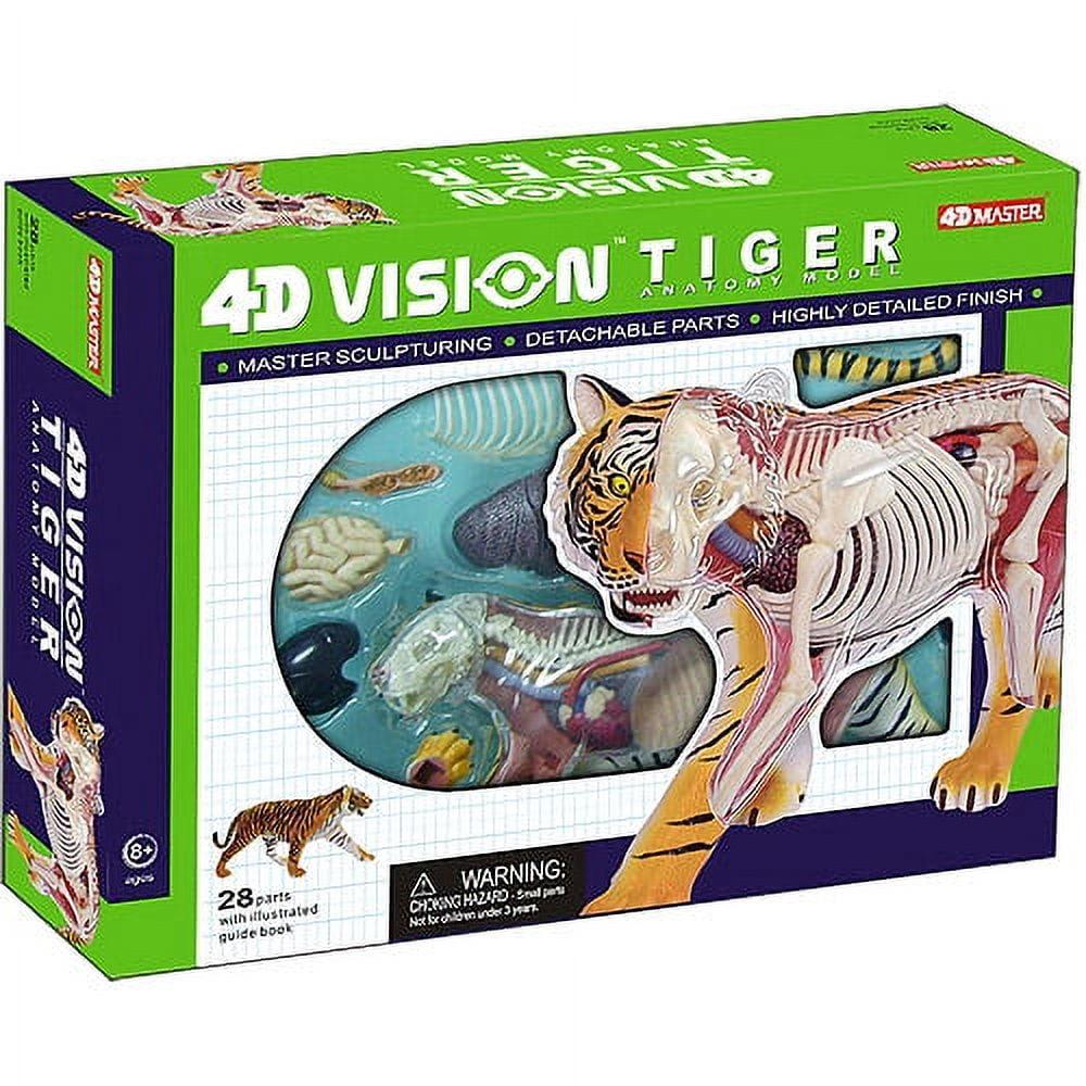 4D Vision Tiger Anatomy Model with Detachable Parts