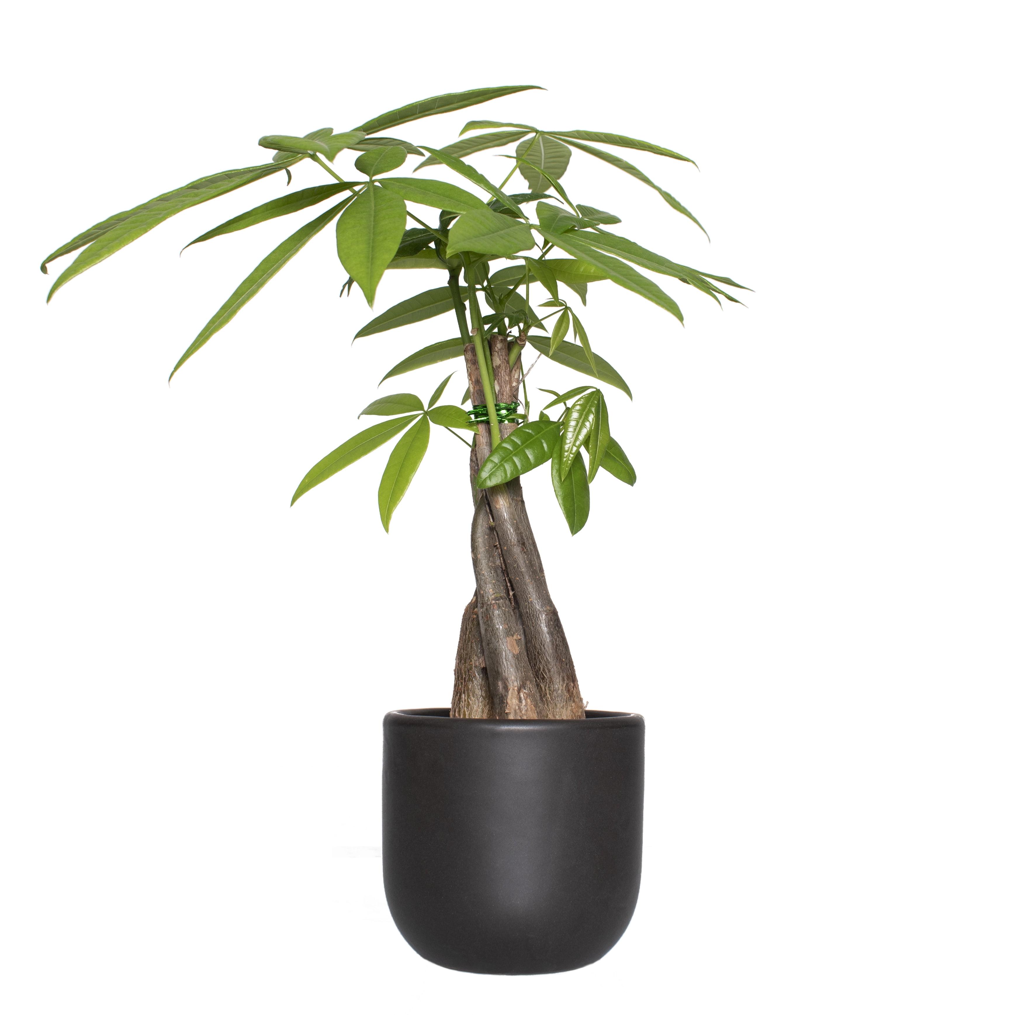 30" Black Ceramic Braided Money Tree Indoor Plant