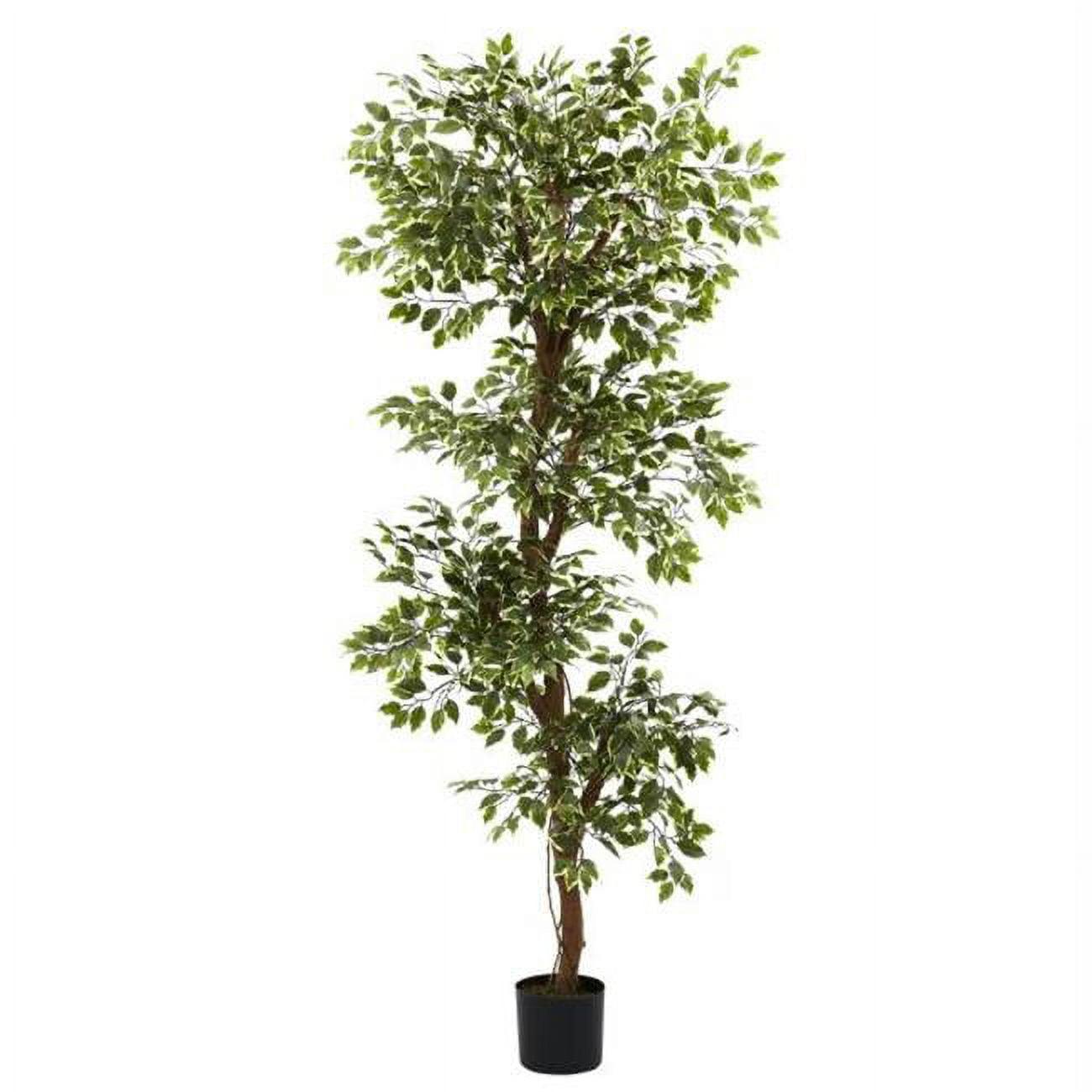 6' Variegated Silk Ficus Topiary Floor Plant