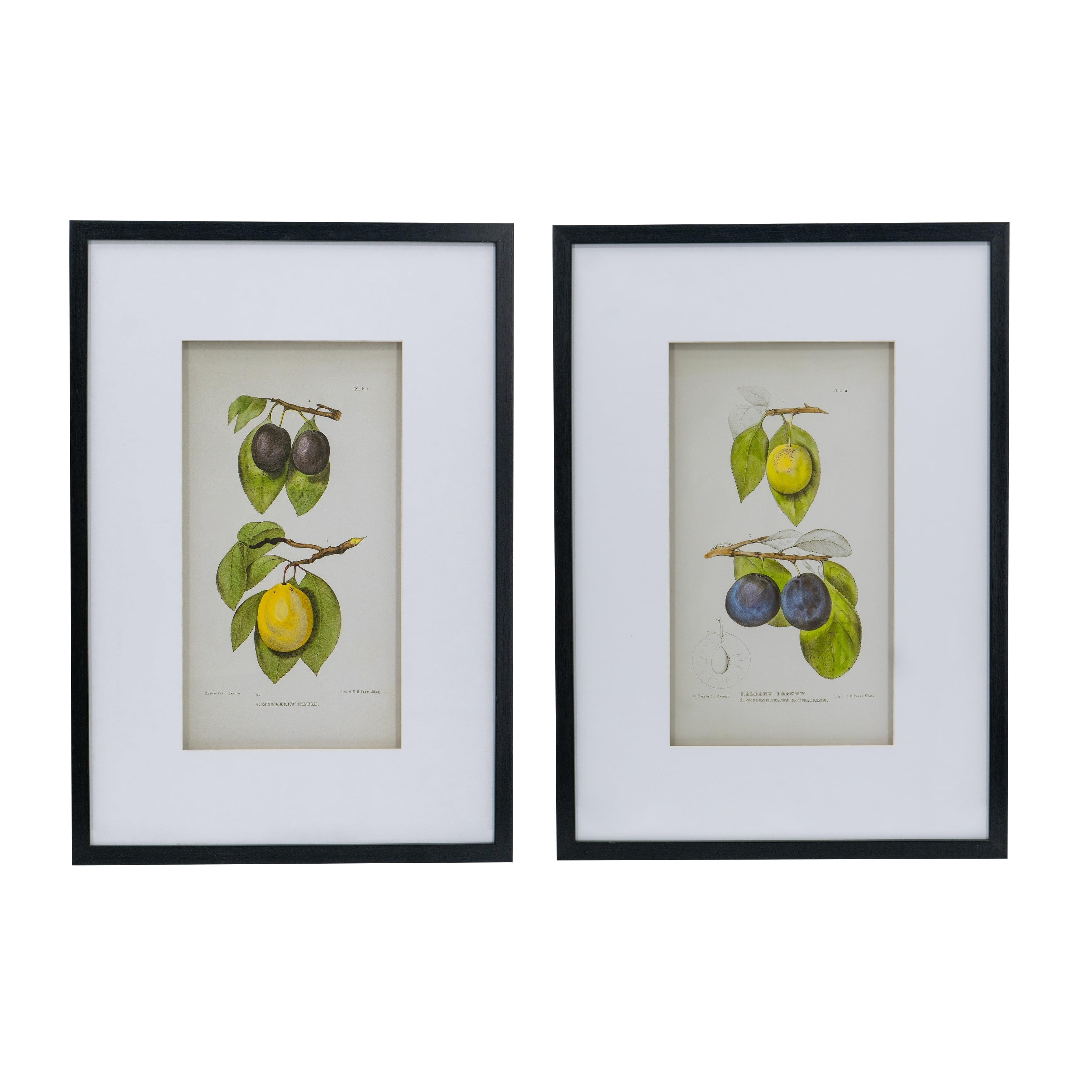 Set of 2 Smithsonian Fruit Framed Wall Arts - A&B Home: Transitional Decor, Vertical Orientation, Includes Mounting Hardware