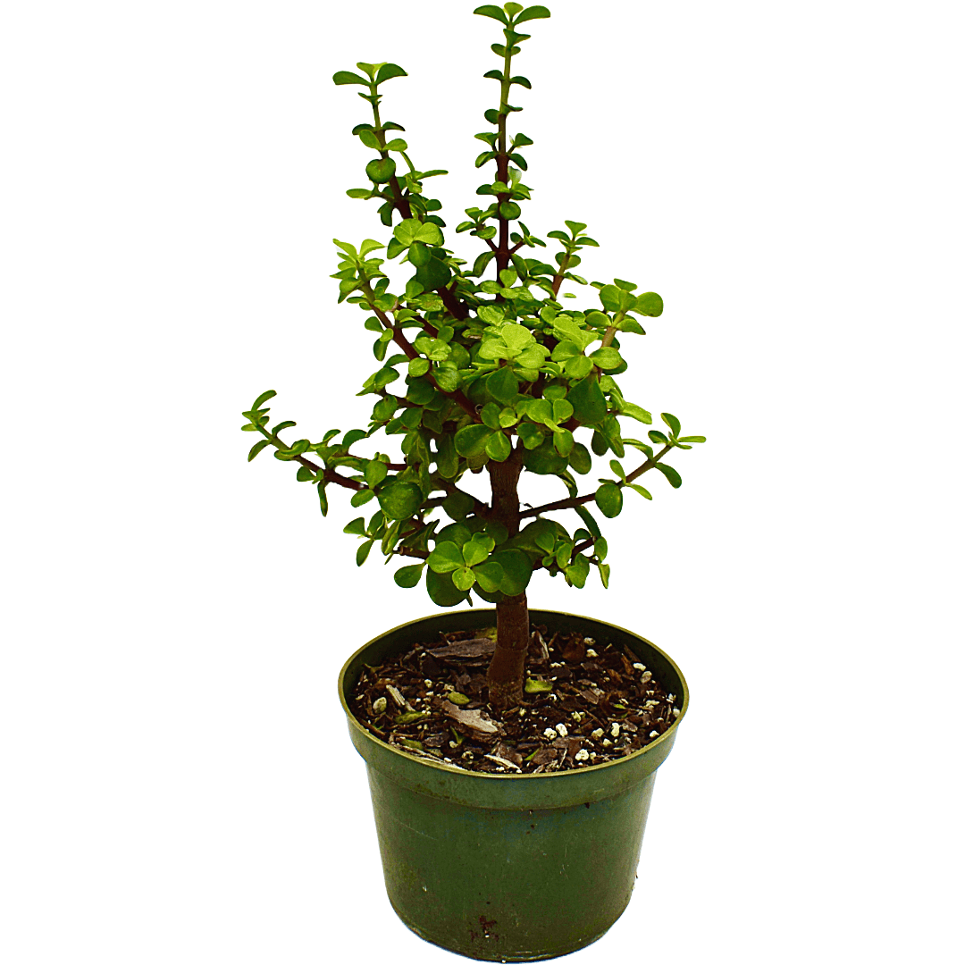 Dwarf Jade Tree Miniature Bonsai in Green Pot