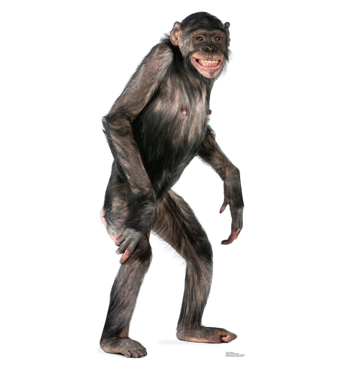 Life-Size Chimpanzee Cardboard Standup Display