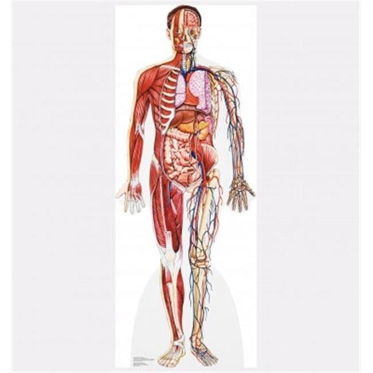 Advanced Graphics Anatomy 72'' Cardboard Standup