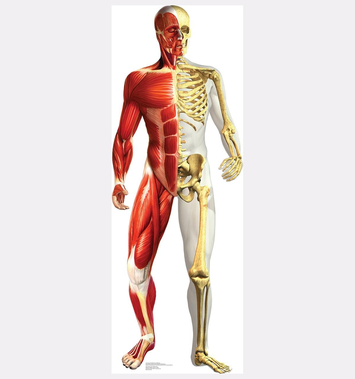 Anatomy 72'' Cardboard Standup