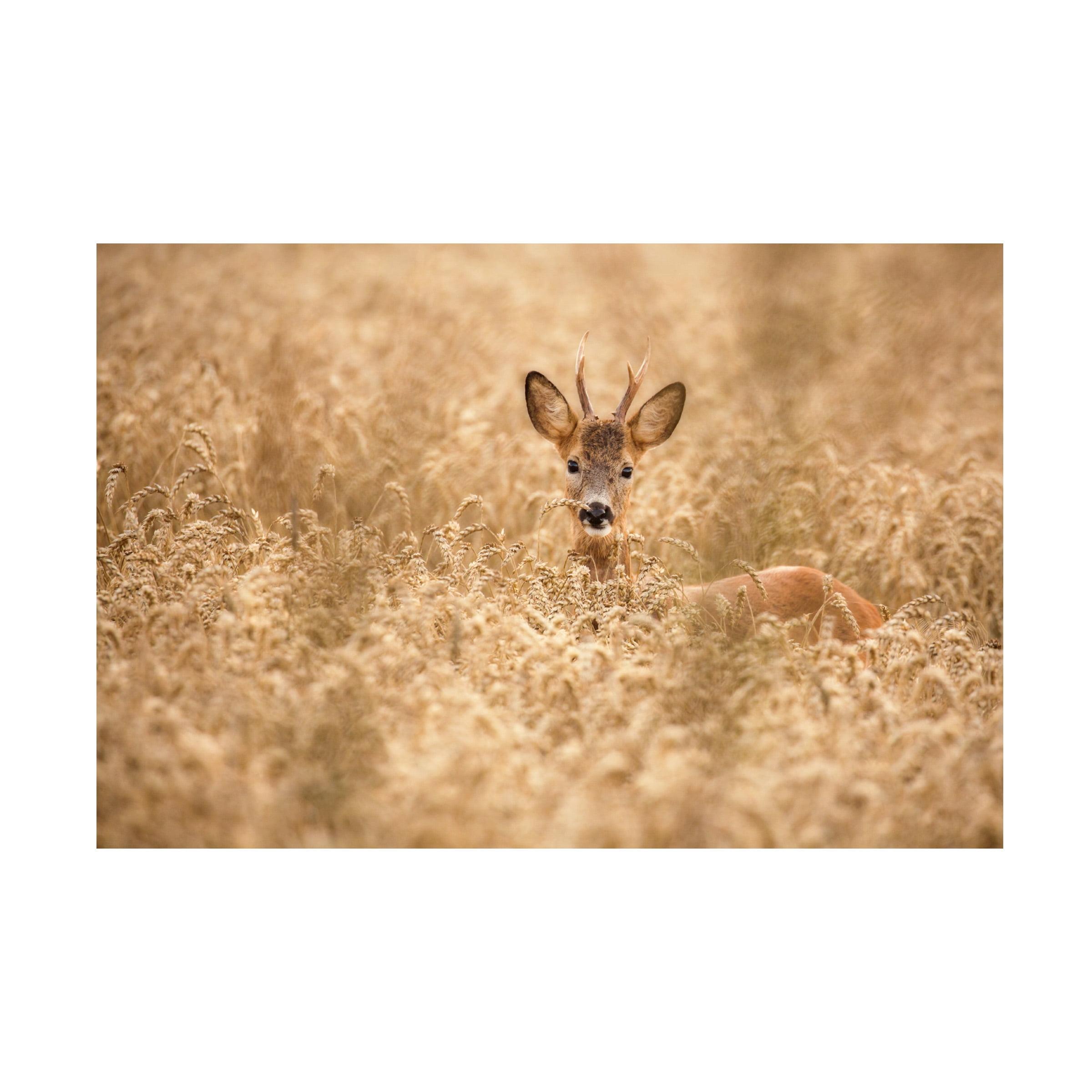 Allan Wallberg 'Deer In The Field' Canvas Art