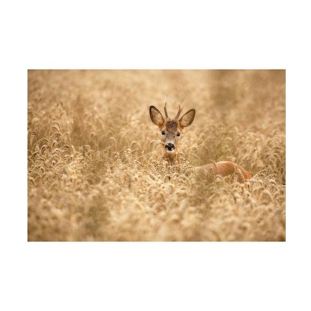 Allan Wallberg 'Deer In The Field' Canvas Art