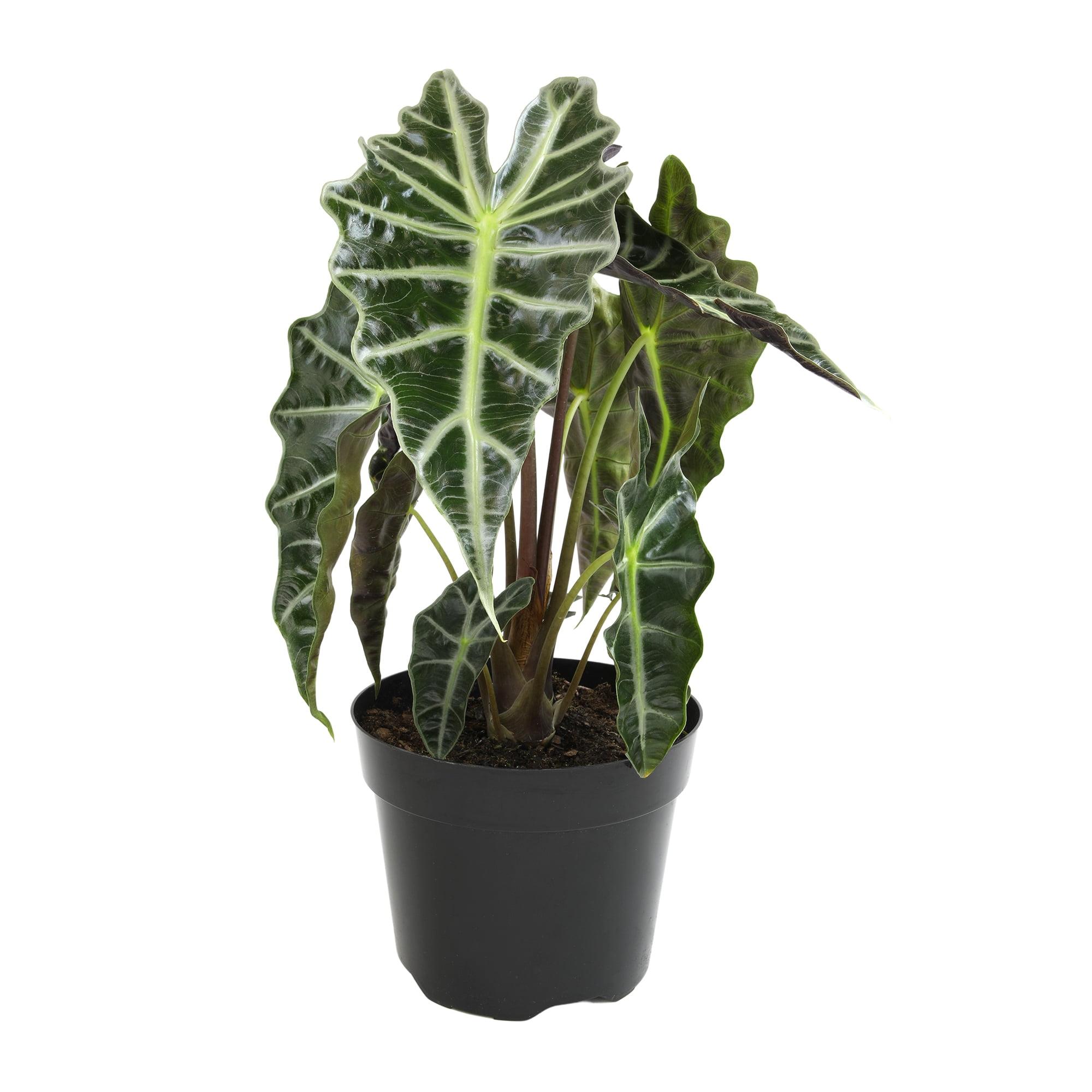 Alocasia Polly Indoor/Outdoor Air-Purifying Plant in Black Plastic Pot